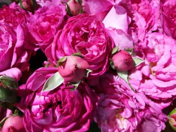 Article Rose Yves Piaget  Cette semaine, Christian Morel vous fait découvrir la Rose Piaget.  En effet, cette rose fine et délicate, affiche une allure "rétro", avec ses fleurs en forme de pivoine aux pétales dentelés.  Cette variété au coloris rose neyron pâle, a la particularité d’offir un parfum exceptionnel, une floraison abondante et un feuillage résistant.  Elle tire son nom du joallier Yves Piaget, passionné par les mécanismes virtuoses de l’horlogerie mais aussi par la nature, par les fleurs et par la reine de ces dernières, la Rose.  En participant à la restauration du château de la Malmaison, dans la demeure de celle qui partageait la vie de Napoléon, il perçut le parfum de cette autre grande amoureuse des fleurs. Ainssi Joséphine de Beauharnais cultivait dans ses jardins plus de 200 espèces de roses.   Véritable talisman, la rose est pour la Manufacture Piaget un message d’éternité et d’amour renouvelé qui palpite chaque jour.  En 1982, dans le cadre du prestigieux Concours International de Roses Nouvelles de Genève, la rose lauréate est alors baptisée "rose Yves Piaget ".   Aujourd’hui, cette magnifique rose Yves Piaget fête ses trente-cinq printemps.  Ainsi, Christian Morel vous propose cette rose fabuleuse en boutique, n’hésitez pas à venir la découvrir plus amplement.  Au plaisir de confectionner vos bouquets en Piaget,   Christian Morel Fleuriste à Paris 