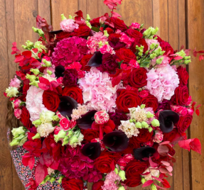 Rose rouge saint valentin Red rose valentine's day