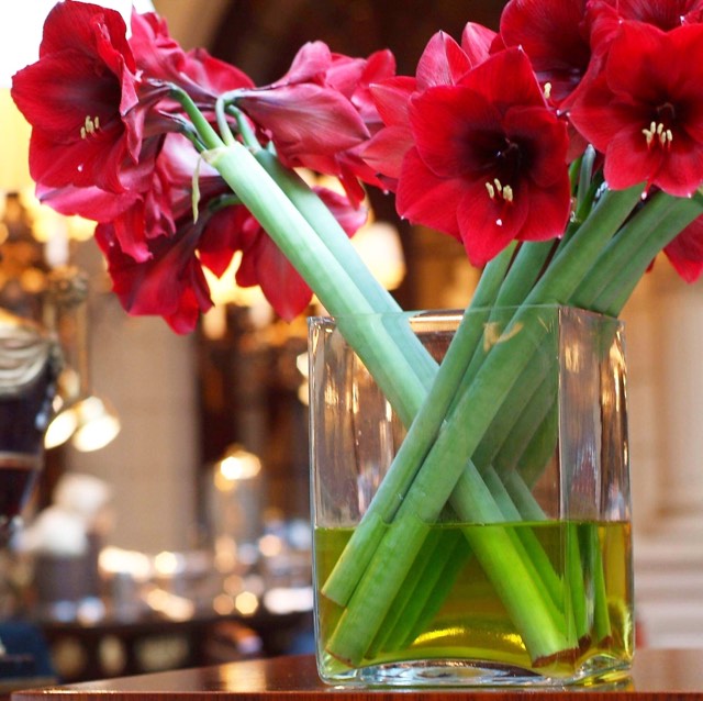Christian Morel Fleuriste Hotel Amaryllis Christian Morel Fleuriste Paris Hotel Amaryllis