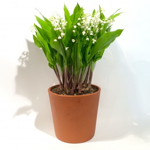 Muguet 1er mai