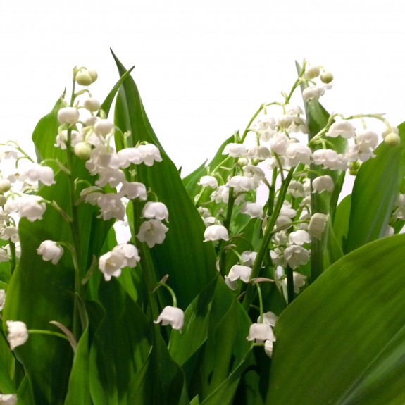 Muguet 1er mai