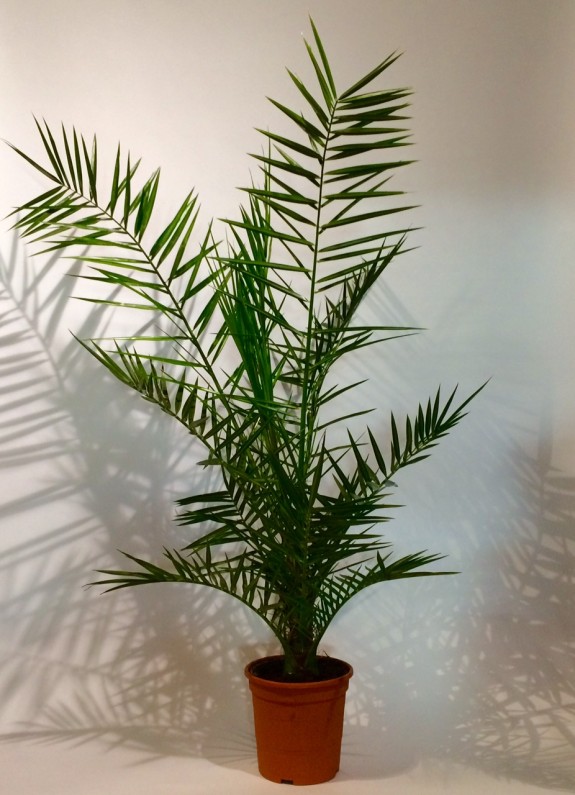 Areca plantes dépolluantes