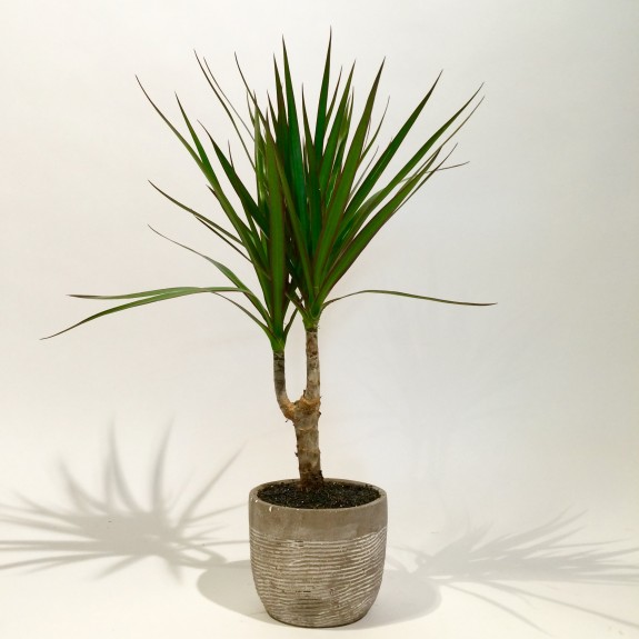 Dracaena plantes dépolluantes