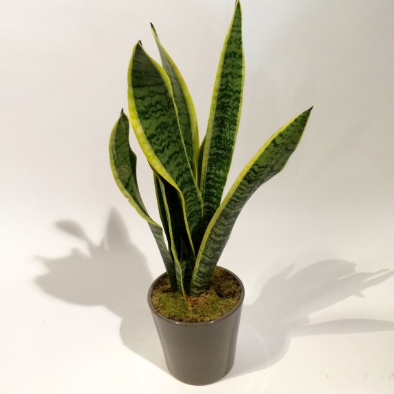 Sanseveria plantes dépolluantes