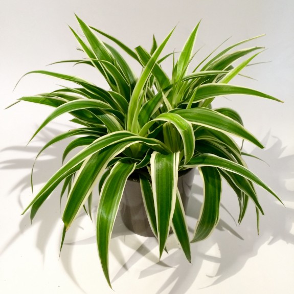 Chlorophytum plantes dépolluantes