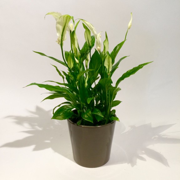 Spathiphyllum plantes dépolluantes 