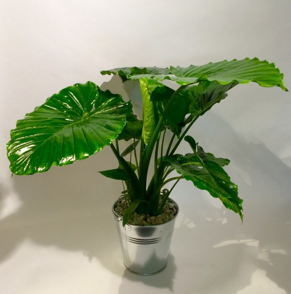 Alocasia plantes dépolluantes