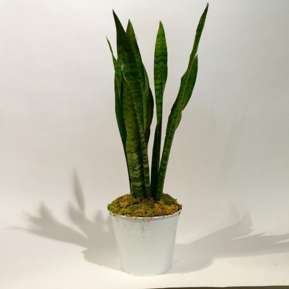 Sanseveria plantes dépolluantes