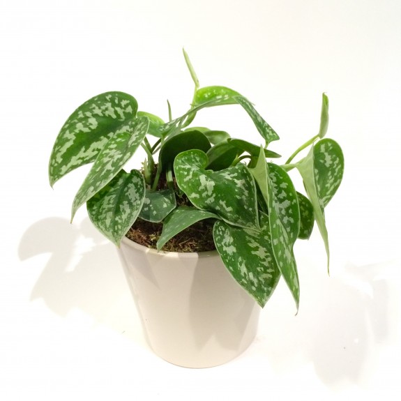 Syngonium plantes dépolluantes