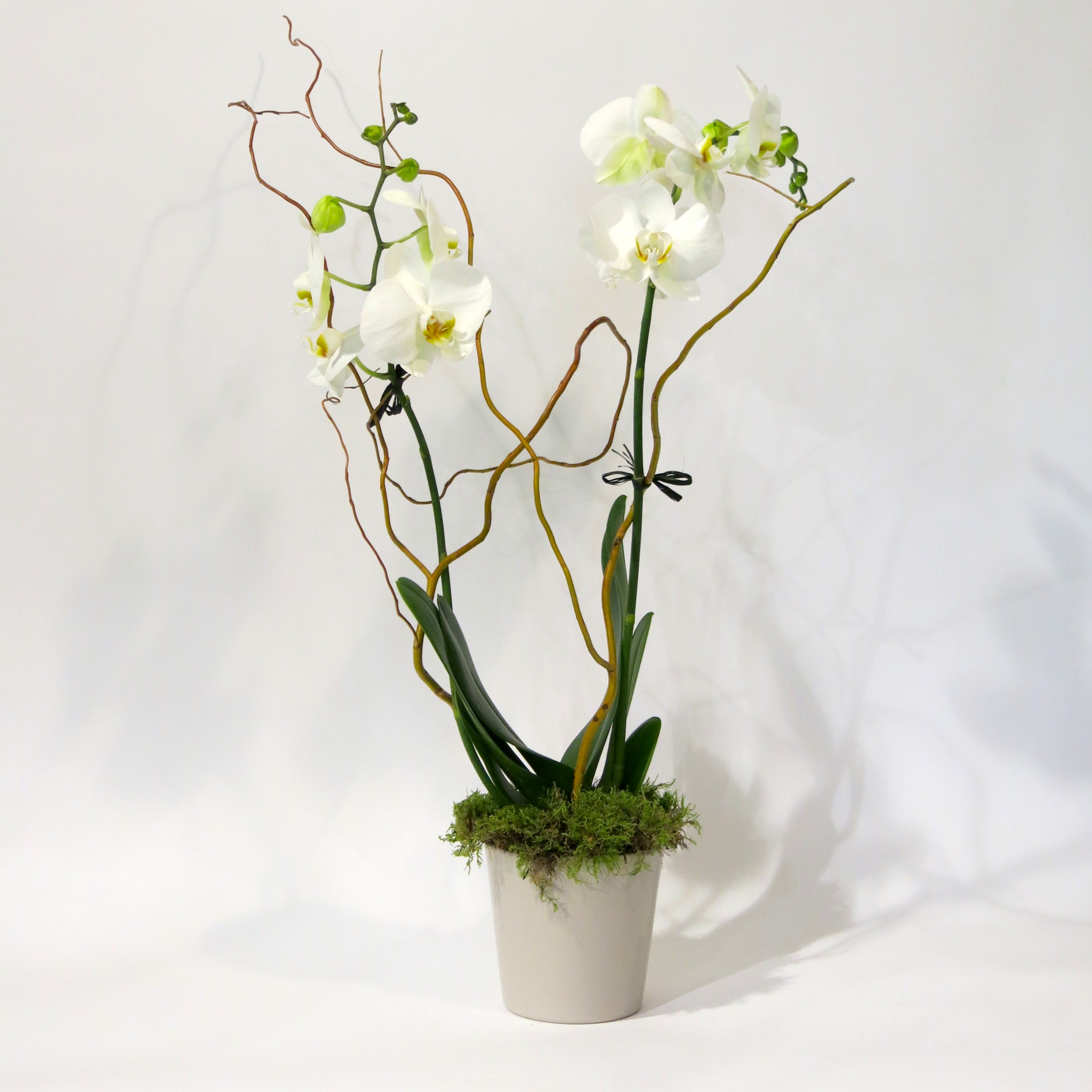 Christian Morel Fleuriste Paris -
Subscriptions Christian Morel Fleuriste Paris -
Subscriptions