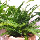 Christian Morel Fleuriste Paris - Plantes Dépolluantes Kit Senior