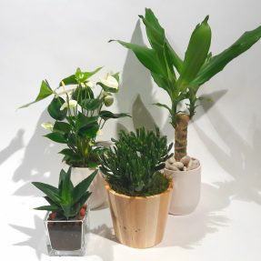 Christian Morel Fleuriste Paris - Plantes Dépolluantes Kit Junior