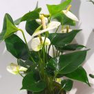 Christian Morel Fleuriste Paris - Plantes Dépolluantes Kit Junior