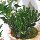 Christian Morel Fleuriste Paris - Plantes Dépolluantes Kit Junior