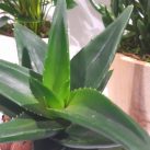 Christian Morel Fleuriste Paris - Plantes Dépolluantes Kit Junior