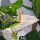 Christian Morel Fleuriste Paris - Plantes Dépolluantes Kit Junior