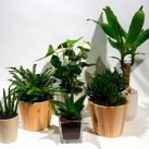 Christian Morel Fleuriste Paris - Plantes Dépolluantes Kit Medium