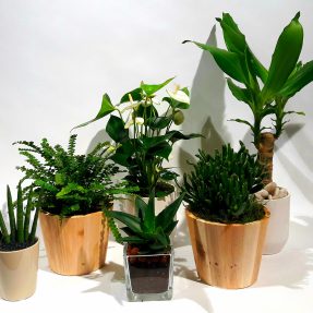 Christian Morel Fleuriste Paris - Plantes Dépolluantes Kit Medium