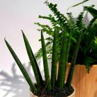 Christian Morel Fleuriste Paris - Plantes Dépolluantes Kit Medium