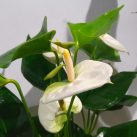 Christian Morel Fleuriste Paris - Plantes Dépolluantes Kit Senior