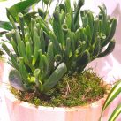 Christian Morel Fleuriste Paris - Plantes Dépolluantes Kit Senior