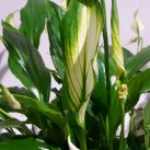 Christian Morel Fleuriste Paris - Plantes Dépolluantes Kit Senior