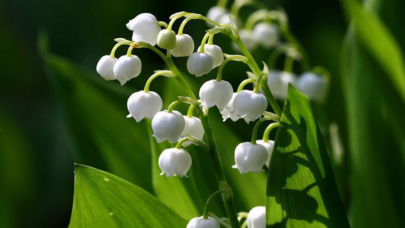 Un 1er mai fleuri de muguet, chez votre fleuriste à Paris