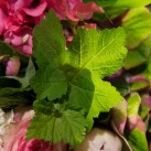 Bouquet « Bonheur acidulé » par Christian Morel, fleuriste à Paris - zoom