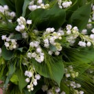 Bouquet « Que du bonheur » par Christian Morel, fleuriste à Paris - zoom