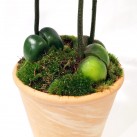 Christian Morel Fleuriste Paris - Coco, le Châtaigner d'Australie