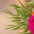 Christian Morel Fleuriste Paris - Bouquet de Fête des mères