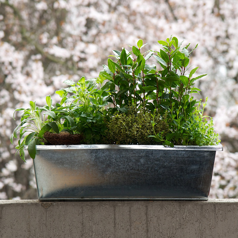 Jardinière « L’Aromatique » par Christian Morel Fleuriste à Paris