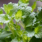 Jardinière « L’Aromatique » par Christian Morel Fleuriste à Paris - zoom citronnelle