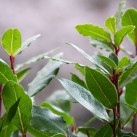 Jardinière « L’Aromatique » par Christian Morel Fleuriste à Paris - zoom laurier