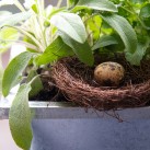 Jardinière « L’Aromatique » par Christian Morel Fleuriste à Paris - zoom sauge et nid