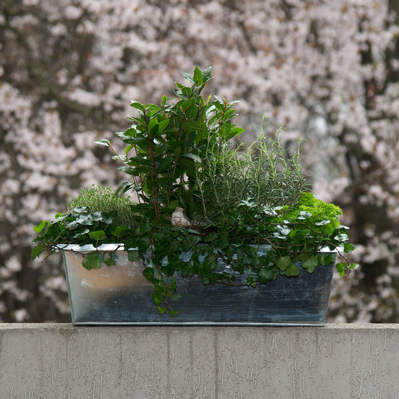 Jardinière « L’Aromatique 2 » par Christian Morel Fleuriste à Paris