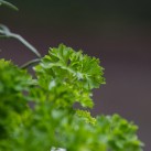 Jardinière « L’Aromatique 2 » par Christian Morel Fleuriste à Paris - zoom persil