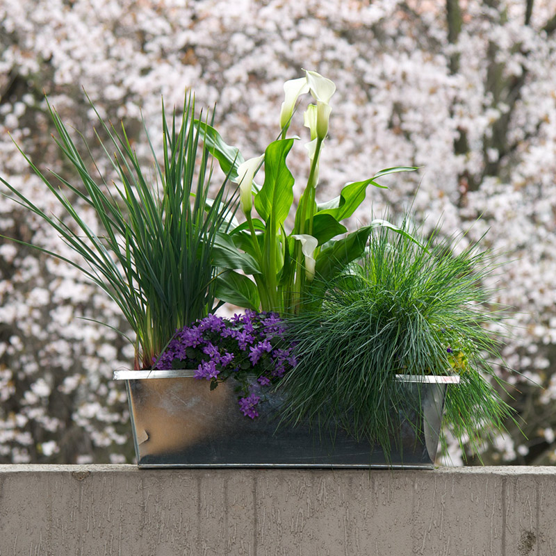 Jardinière « Blue Velvet » par Christian Morel Fleuriste à Paris