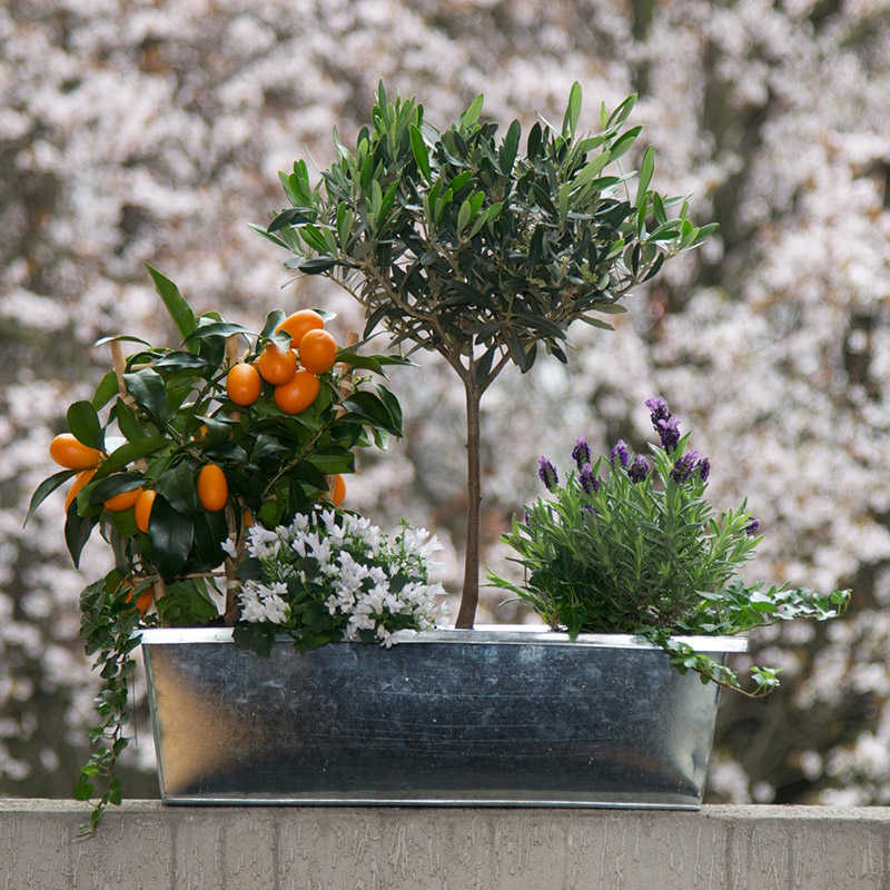 Jardinière « Méditerranée » par Christian Morel Fleuriste à Paris