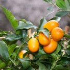 Jardinière « Méditerranée » par Christian Morel Fleuriste à Paris - zoom kumquat