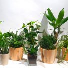Christian Morel Fleuriste Paris - Plantes Dépolluantes