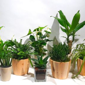 Christian Morel Fleuriste Paris - Plantes Dépolluantes