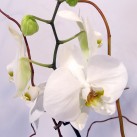 Christian Morel Fleuriste Paris - Yoko, Phalaenopsis Blanche