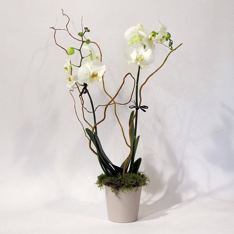 Christian Morel Fleuriste Paris - Yoko, Phalaenopsis Blanche